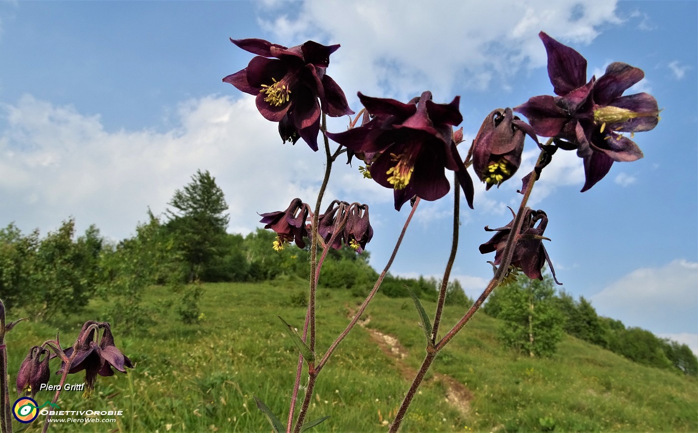 89 Aquilegia scura (Aquilegia atrata).JPG